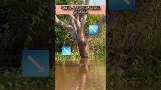 ONÇA vs JACARÉ imagens inéditas #animals #nature #shorts #tiktok