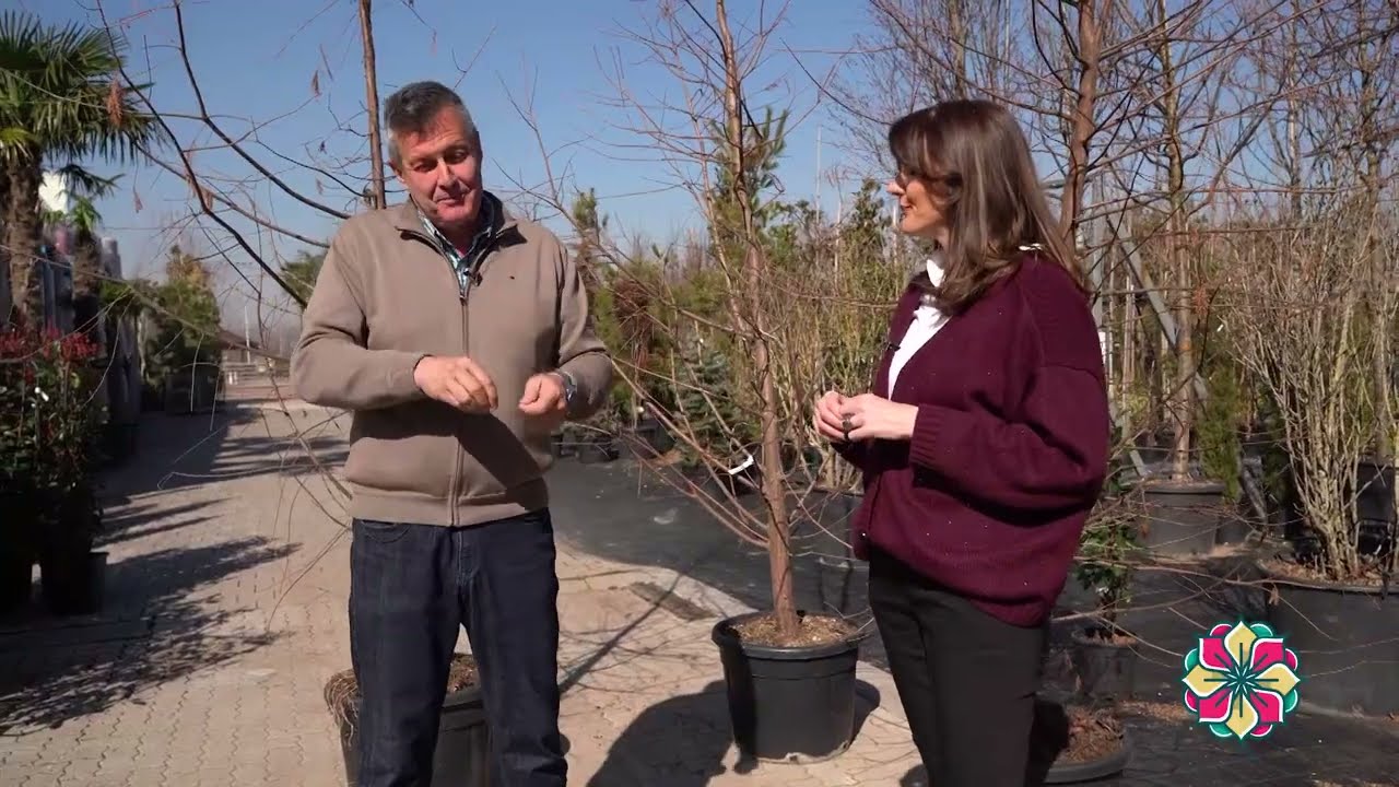 Cvetni kutak ep. 281 27.03.2025. Hortenzija, bosiljak, močvarni čempres, Nacionalni park „Tingvelir“