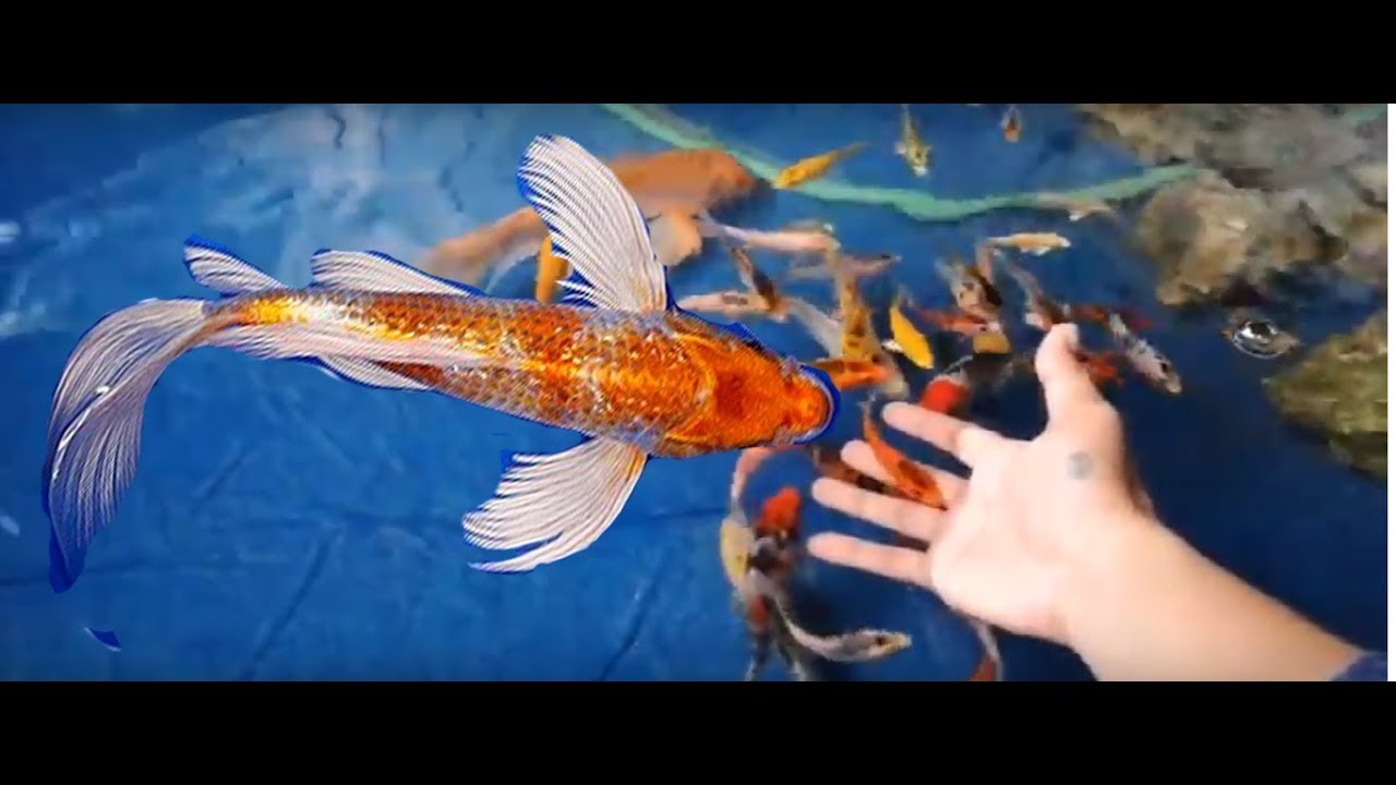 High Fin Koi - YouTube