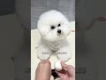 What are the differences between how humans treat pets and how they treat people#Your dog