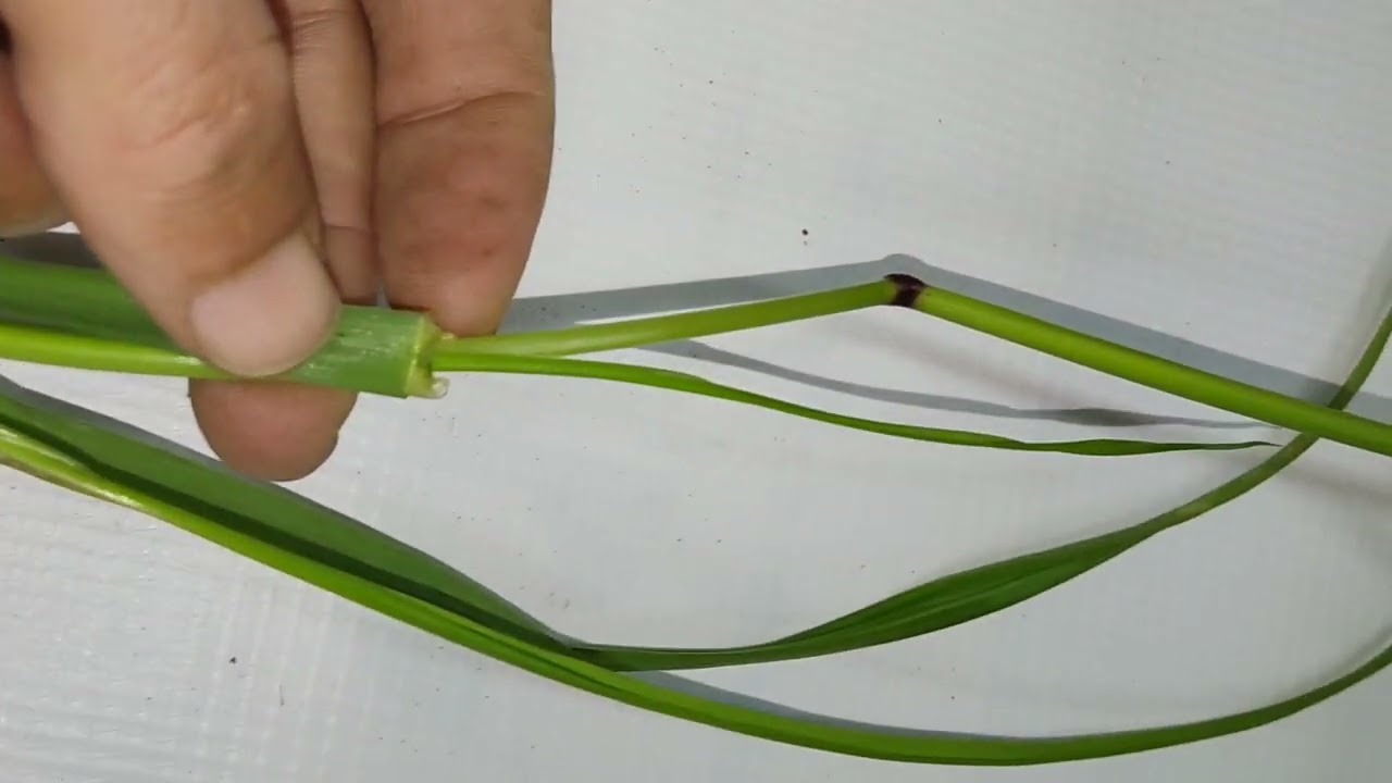 ما هو الفرق بين الزمير والصامه وقمح العصافير