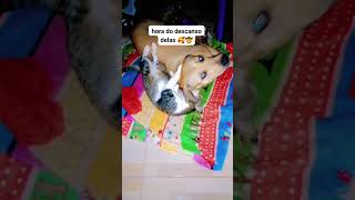 o amor dessas duas #amomeupet