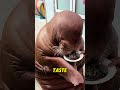 The walrus shed tears of emotion #positivity #hope