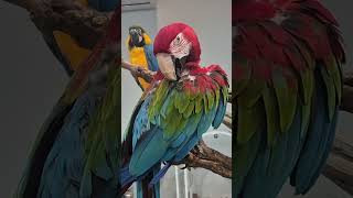 Inside a Colorful Parrot Exhibition in Mashhad, Iran | Expert Trainers &amp; Talking Parrots | Iran 4K
