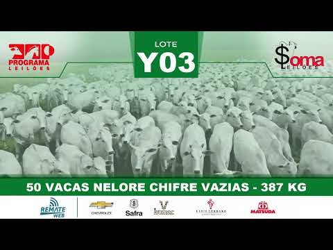 LOTE Y03