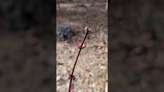 What You Might Have Missed: Maples are Some of the First Flowers in Spring