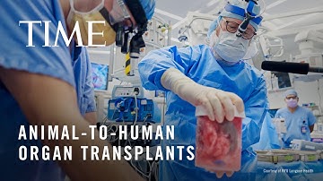 The Future of Organ Transplants Involves Pigs and 3D Printers