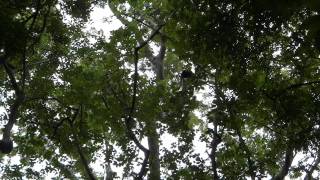 Howler Monkeys (devil sounds)