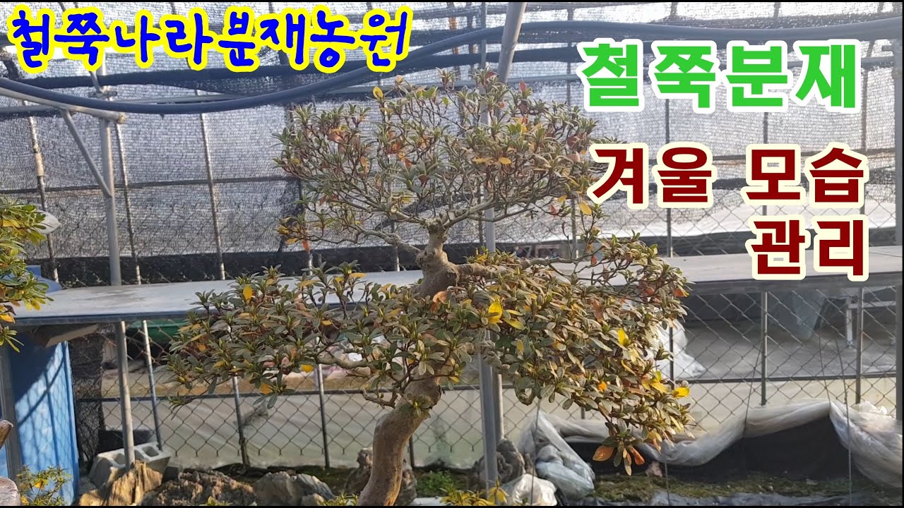 철쭉분재 겨울모습,겨울관리 입니다.