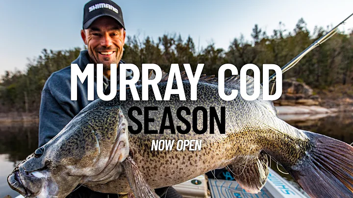 Murray Cod Season 2025 | Tackle and technique explained!