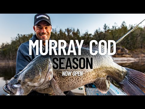 Murray Cod Season 2025 | Tackle and technique explained!