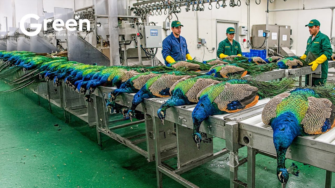 Peacock Farming: How Chinese Farmers Make Big Profits | Agriculture Technology