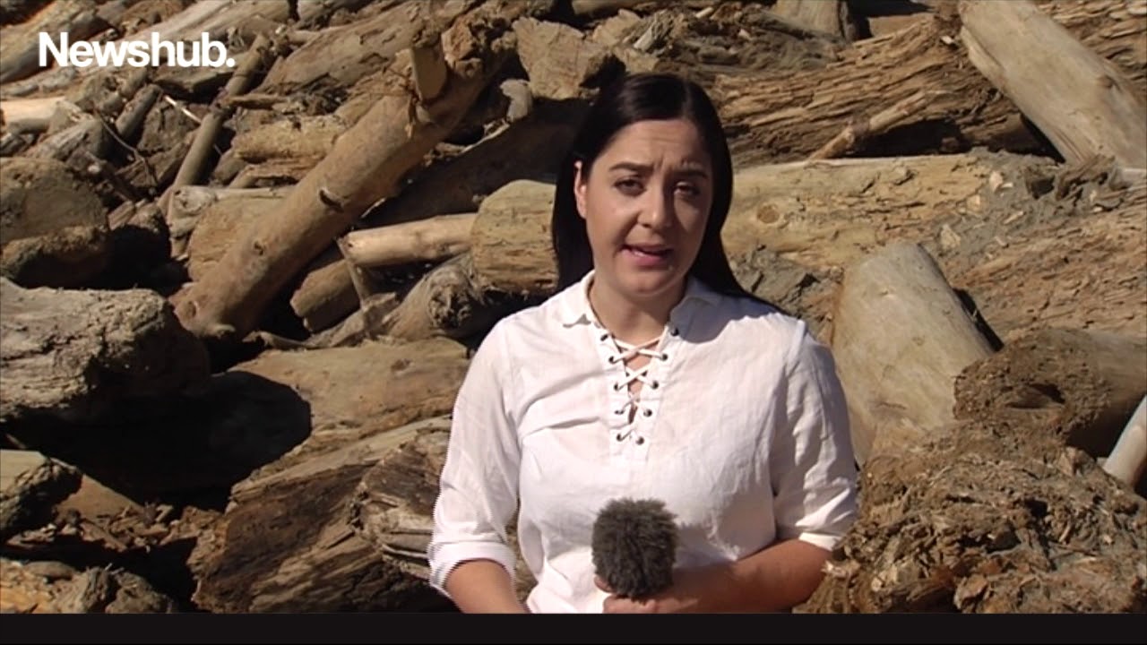 Tolaga Bay locals fuming over forestry waste clogging favourite beach