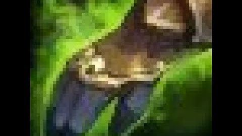 Achievement: Going To Need A Bigger Bag, Item "Forager