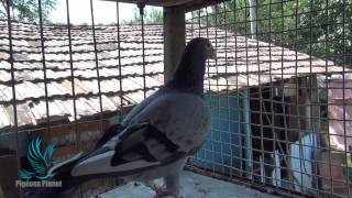 Dl Preda Gheorghe Isi Prezinta Masculul De Baza Listul Batran Margaritesti, 03.08.2012