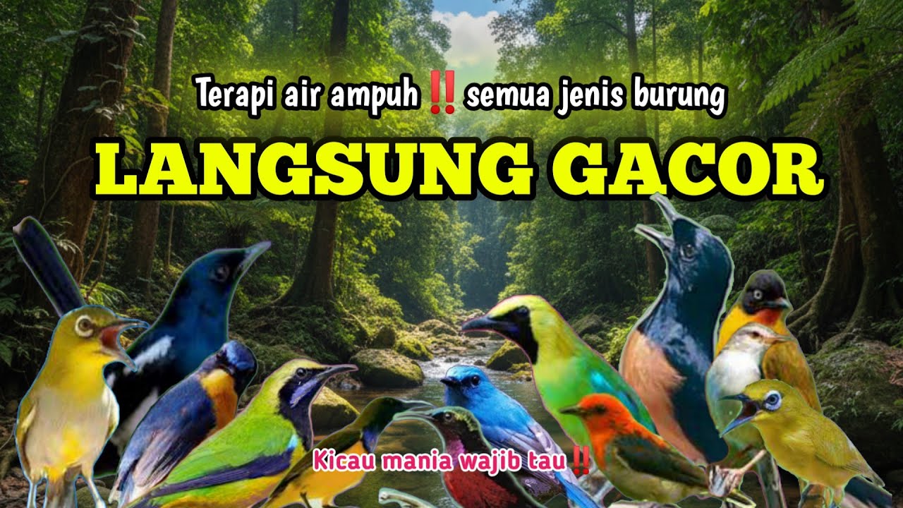 Terapi Pagi Burung Paling Ampuh || Bikin Burung Rajin Bunyi
