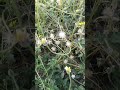 Tridax procumbenपारंपरिक चिकित्सा में इसका उपयोग घावों और त्वचा रोगों के इलाज के लिए किया जाता है