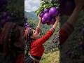 #fresh #agriculture #freshfruits #smartfarming #farmlife #enjoyrurallife #satisfying #yummy #farm