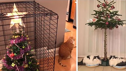 Watch the video about Funny Cats vs Christmas Trees 2024 🎄😹 BEST Funny Animal Christmas Video Compilation 😹🐾