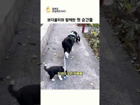 보더콜리와 함께한 첫 순간들 thumbnail