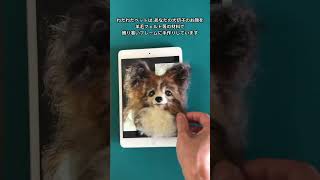愛犬そっくりグッズ #愛犬そっくり #パピヨン #羊毛フェルト