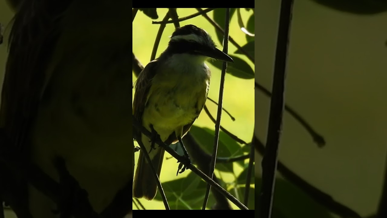 @biodiversidadargentina BENTEVEO COMUN Pitangus sulphuratus Great Kiskadee 