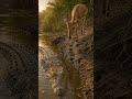 Crocodilo Embosca Presa na Margem do Rio — Armadilha Perfeita
