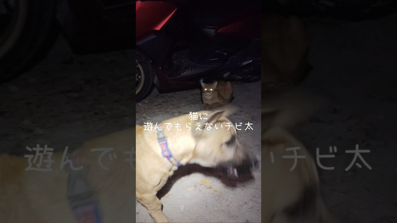 遊んでもらえないチビ太【タオ島の犬】