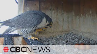 Why 4 Falcon Eggs Have A New Home, And A New Mother, On A Montreal Bridge
