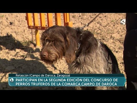 Video: Campeonato de perros de trufa