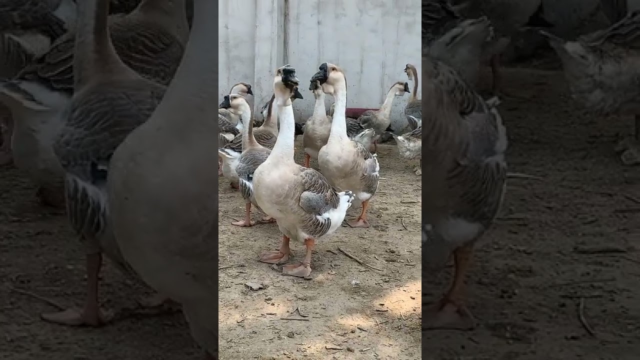 Goose and Duck in my house  