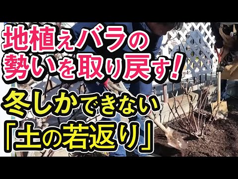 【必見】地植えバラの勢いを取り戻す!冬にしかできない「土の若返り」(土壌改良)