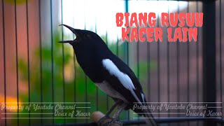 Kacer Gacor Ngeplong Memanggil Lawan Buat Semua Kacer Langsung Nyaut Bunyi