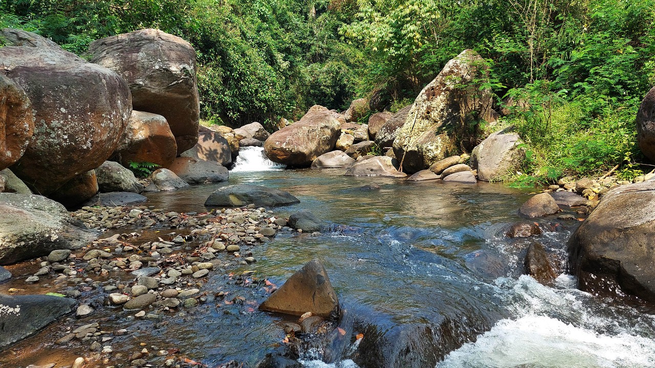 Discover Inner Peace: Calming River Flow in a Lush Forest - Melodious ...