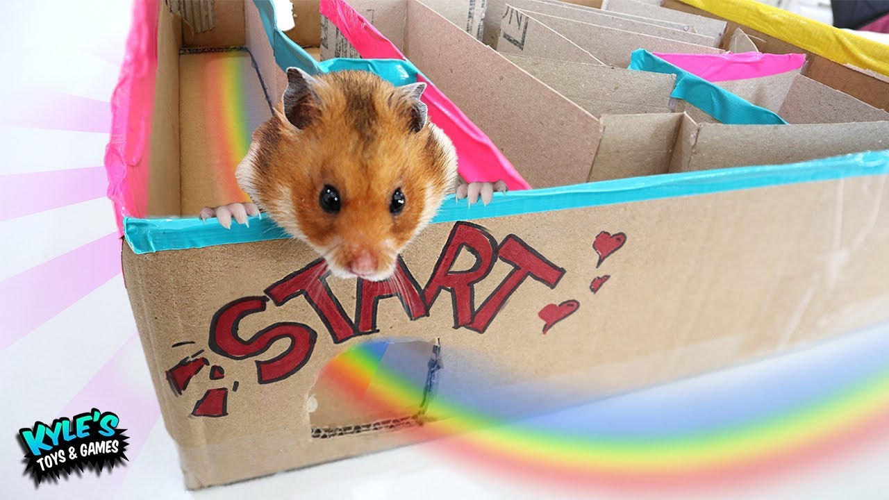 Giant Hamster BOX FORT RACE! Who IS THE BEST?