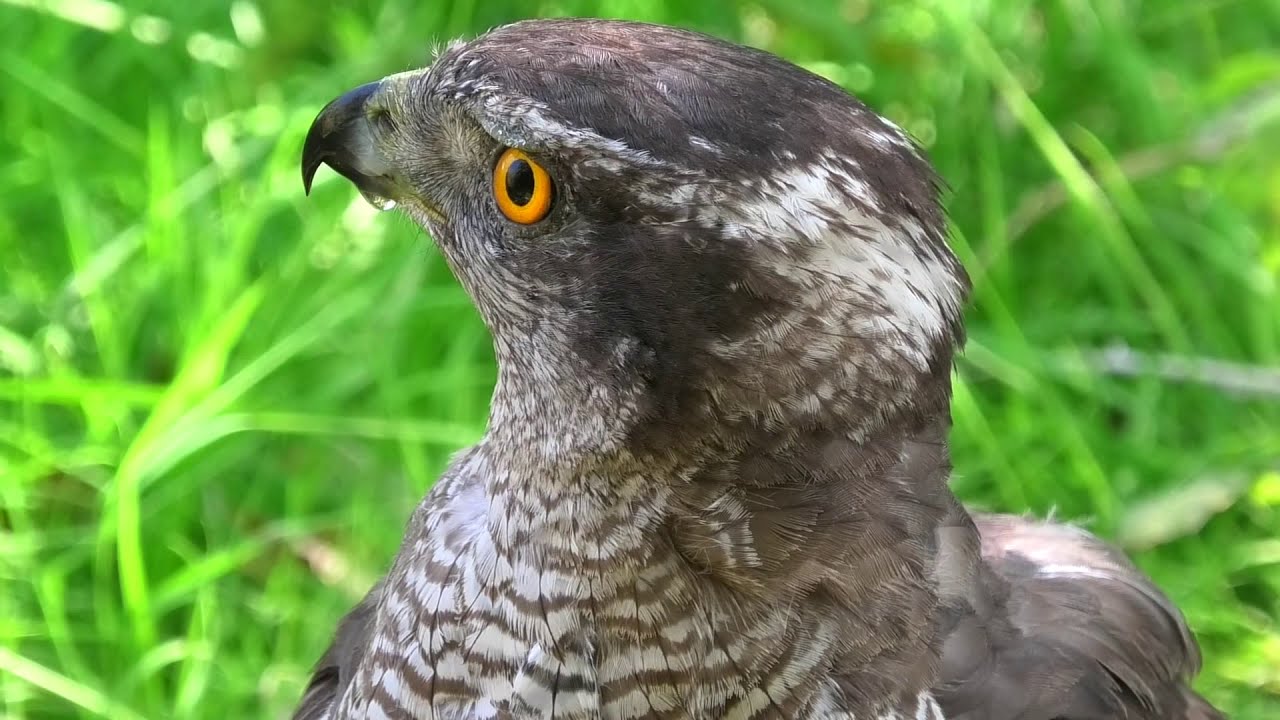 Ястреб тетеревятник Птичий водопой. Hawk goshawk Bird watering hole.