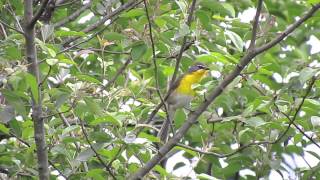 Yellow-Breasted Chat