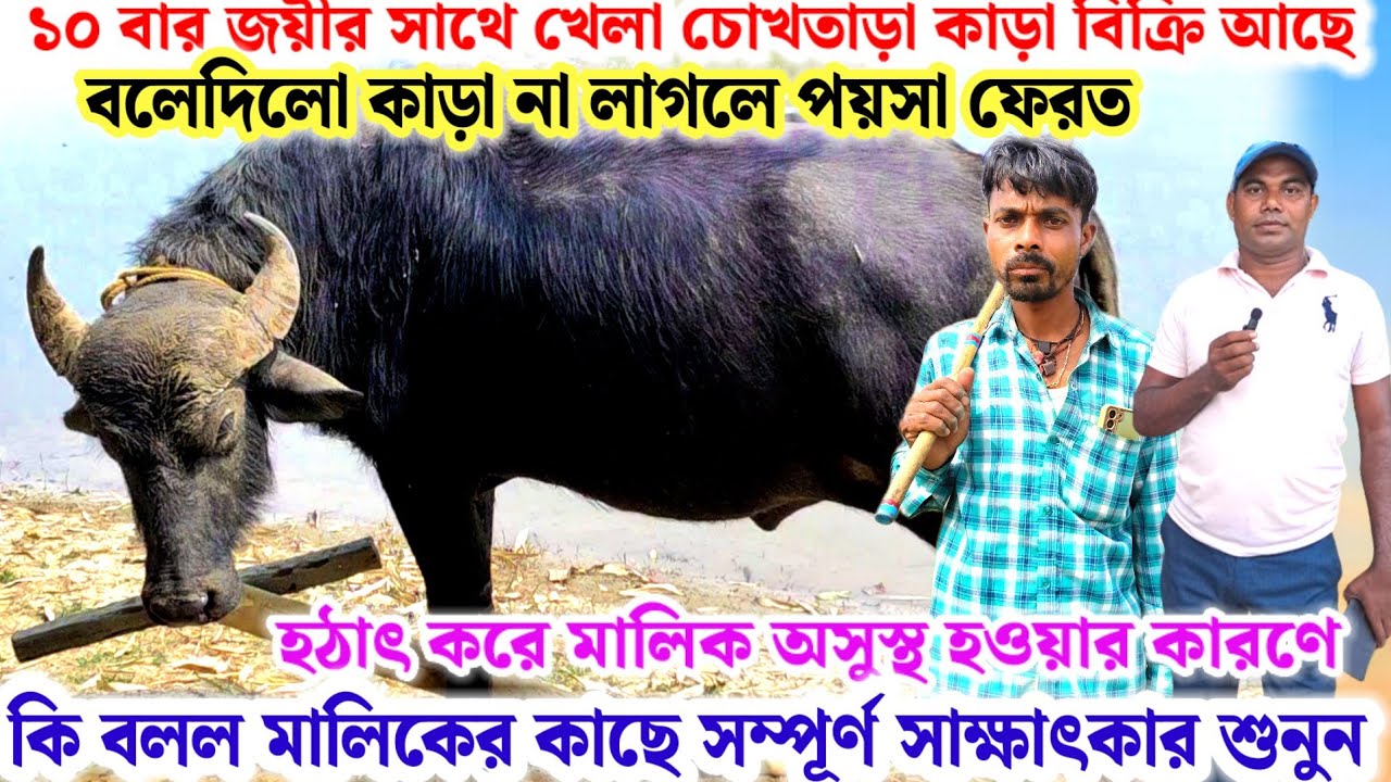 ১০ বার জয়ীর সাথে খেলা চোখতাড়া সিং কাড়া বিক্রি আছে🔥না লাগলে পয়সা ফেরত মালিক কি কথা বললেন শুনুন💢