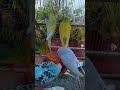 🛒これインコ的にアリ？ナシ？🐦