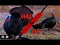 INSANE Turkey Hunt - (Illinois Early Season) S4:EP6