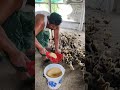 1 দিন থিকা 15 দিন পর্যন্ত কি খাদ্য দিলাম #india #farming #farmers #duck