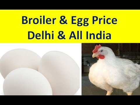 Delhi Mota-80-82,,Tandoori-,96,Poultry Broiler Egg Price All India 13-12-2018