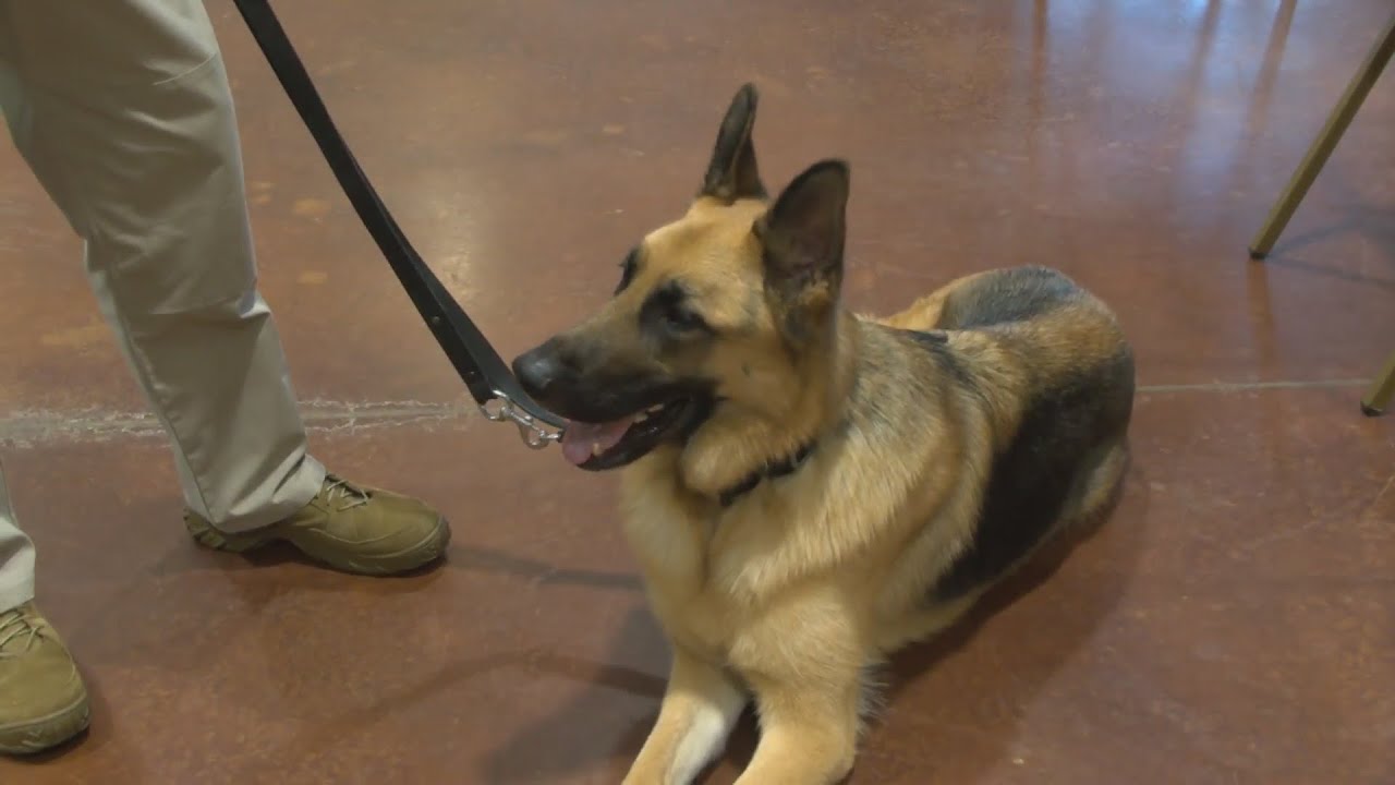 service dog forum, norman horton