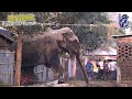 Puluhan Gajah Liar Mengamuk Serbu Permukiman Hingga Rusak 50 Rumah Warga // Kejadian Hewan 2020