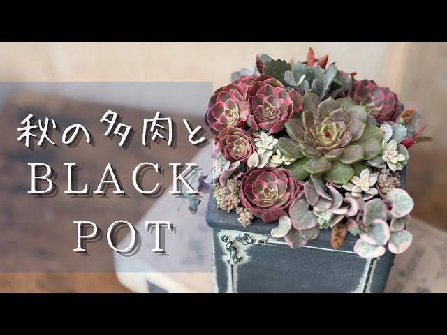 28#観葉植物アエオニウム❤️サラダボール❤️1大頭1小頭17cm 拔き苗 YouTube