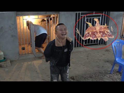 Video Gà Chọi Rút Xương Và Ván Bida Định Mệnh - Mao Đệ Mất... - youtube