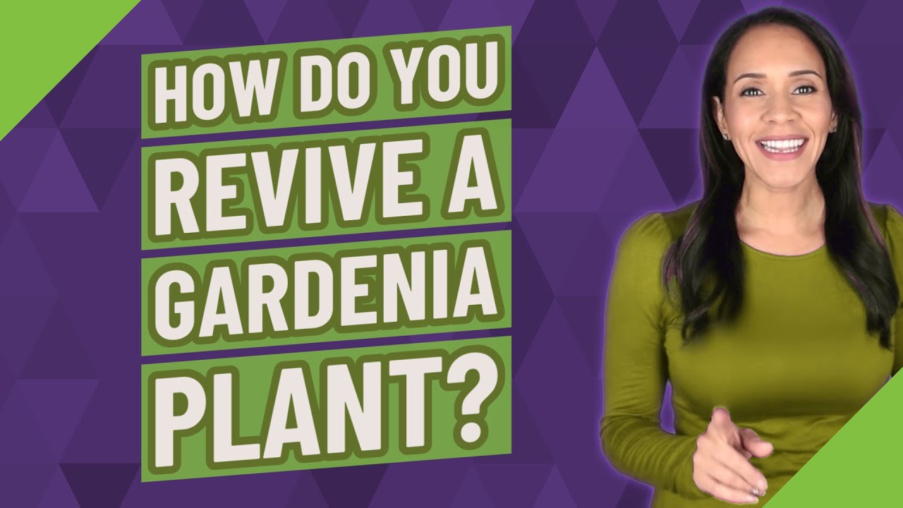 How do you revive a gardenia plant? YouTube