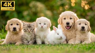 Cute Baby Animals 4K UHD 🐾 | 🌿 Adorable Baby Wildlife with Soft Relaxing Music screenshot 2