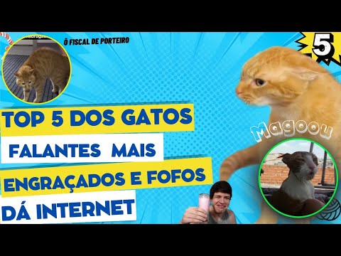 TOP 5 Gatos Fofinhos