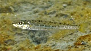 Facts: The King George Whiting by Deep Marine Scenes 1,281 views 3 months ago 1 minute, 58 seconds